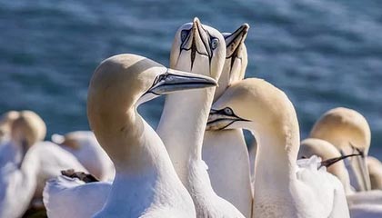 华夏幸福客场惨败，积分榜排名下滑步伐明显，华夏幸福球员名单照片