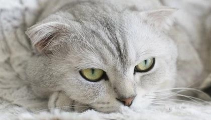 华夏幸福客场惨败，积分榜排名下滑步伐明显，华夏幸福球员名单照片